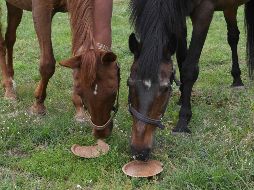 El conductor del remolque donde iban los caballos no pudo acreditar su legal procedencia. AFP/ARCHIVO