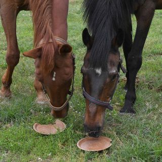 Seguridad en Jalisco: Policías aseguran 16 caballos por falta de papeles