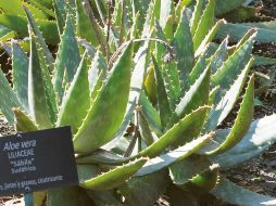 Tipos. Algunas plantas son usadas para curar diversas enfermedades. EFE