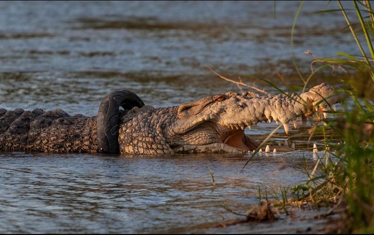 La hembra de cocodrilo de 4.5 metros, fue vista en el río de la ciudad con la llanta alrededor del cuello cada vez más apretada. EFE/ O. Bustan