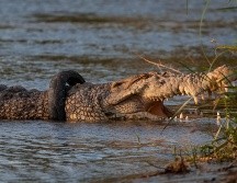 La hembra de cocodrilo de 4.5 metros, fue vista en el río de la ciudad con la llanta alrededor del cuello cada vez más apretada. EFE/ O. Bustan