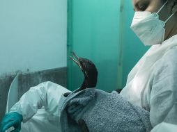 Una trabajadora atiende a un ave marina afectada por el derrame petrolero en costas peruanas. XINHUA/M. Bazo