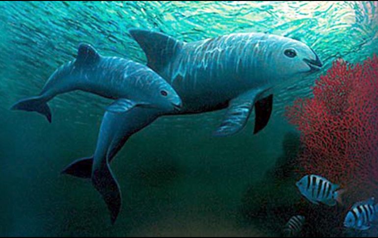 La vaquita es el cetáceo más pequeño del mundo y su supervivencia depende 100% de México. EFE/Fondo Mundial de la Naturaleza
