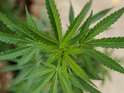 La UNAM Reconoció que no toda la información a la que se accede, inclusive los profesionales médicos, es precisa y adecuada, toda vez que hay desinformación. EFE / ARCHIVO