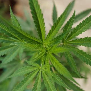 La guerra contra las drogas estigmatiza el uso medicinal del cannabis, según la UNAM