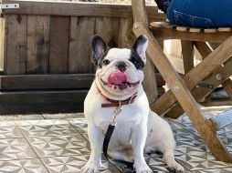 CORTESIA/@ÚRSULO FRENCHIE