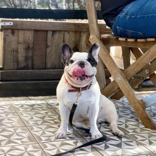 7 importantes características de los frenchies