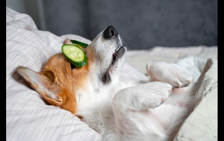 En promedio, un perro vive entre 10 y 14 años. ISTOCK GETTY IMAGES