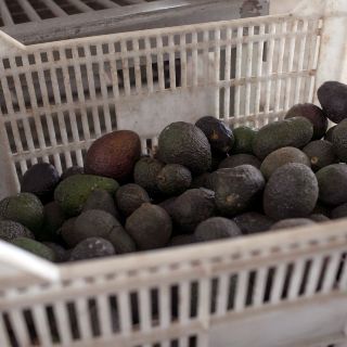 El aguacate, un "oro verde" que inunda México con millones de dólares