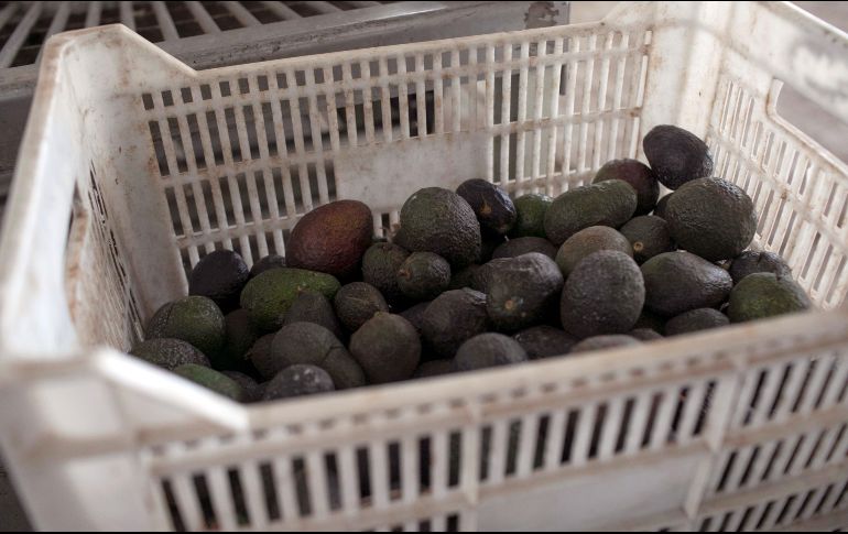 En 2021, México produjo 2.45 millones de toneladas de aguacate. EFE/I. Villanueva