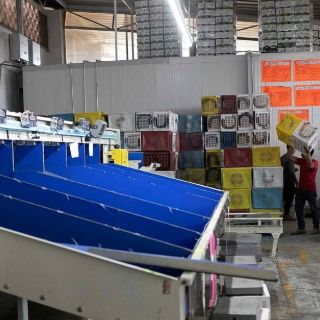 Aguacate mexicano: Estados Unidos revela por qué uno de sus agentes fue amenazado