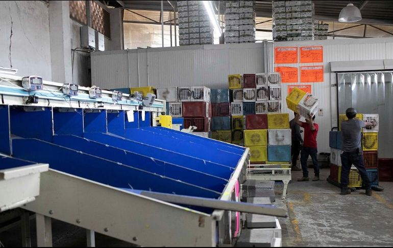 Trabajadores laboran en una empacadora de aguacate en el municipio de Peribán, Michoacán. EFE/I. Villanueva