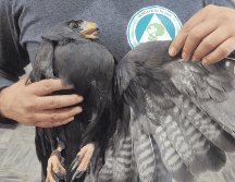 Los oficiales localizaron a un águililla aura (buteo albonotatus) de aproximadamente 1.5 metros de envergadura, con signos de deshidratación, desnutrición y con el ala izquierda lastimada. ESPECIAL