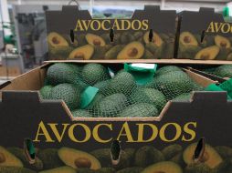 Reiniciará la exportación de aguacate de Michoacán a EU. EL INFORMADOR / ARCHIVO