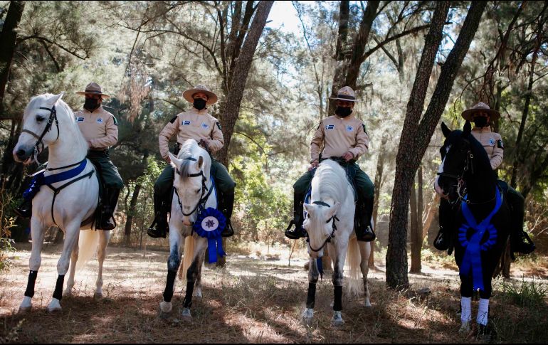 Aseguran que estos caballos ayudarán en labores de búsqueda y rescate en caminos sinuosos donde es complejo que un vehículo ingrese. EL INFORMADOR / G. Gallo