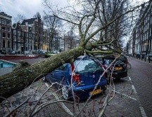 Detalle de un árbol caído sobre varios coches en el Keizersgracht en Amsterdam, tras el paso de la tormenta 