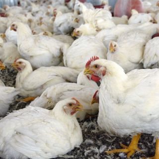 Estados Unidos, en alerta por gripe aviar; sacrifican a 15 mil 200 aves