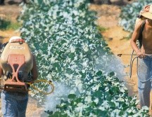 SIEMBRA. Especialistas recomiendan la utilización de plaguicidas naturales, que no se usan tanto porque son más caros. Archivo/ El Informador