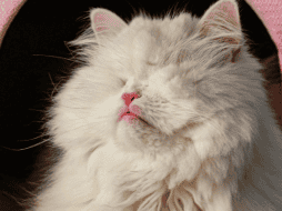 La explosión viral de Moet comenzó en Tiktok, donde cuenta con más de 645 mil seguidores. INSTAGRAM/@moetblindcat