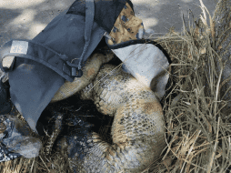 Por lo que especificaron los uniformados el reptil medía aproximadamente dos metros de longitud. ESPECIAL