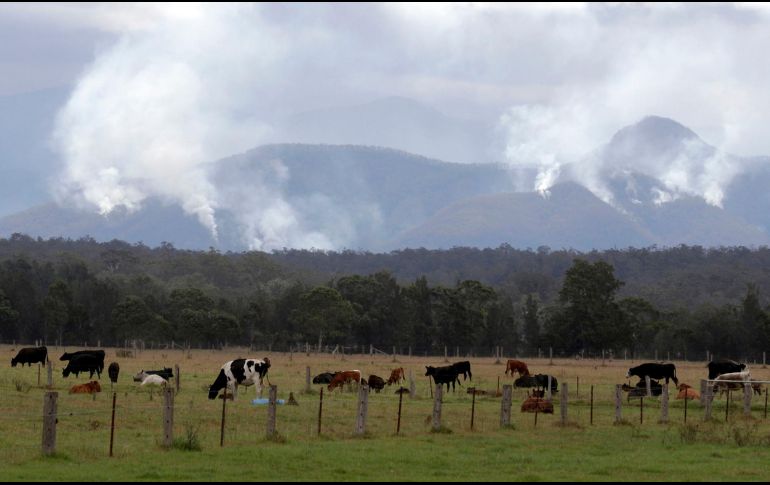 El sector es uno de los menos afectado por la pandemia de COVID-19. AP/Archivo