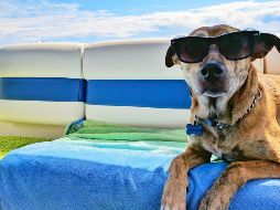 Disfruta de un viaje al lado de tu mascota. ESPECIAL/Photo by Josh Rakower on Unsplash.