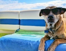 Disfruta de un viaje al lado de tu mascota. ESPECIAL/Photo by Josh Rakower on Unsplash.