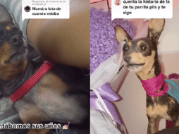 Una familia quiso inmortalizar a su mascota; el resultado se vuelve viral. TIKTOK: @yrtzrc