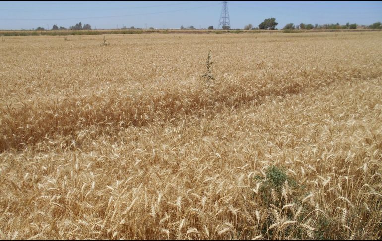 Rusia y Ucrania son importantes productores de trigo a nivel mundial. NOTIMEX/Archivo