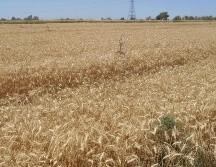 Rusia y Ucrania son importantes productores de trigo a nivel mundial. NOTIMEX/Archivo