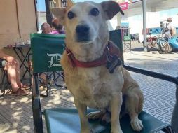 El éxito de Corchito nos invita a reflexionar sobre el trato que le damos a nuestras mascotas. ESPECIAL