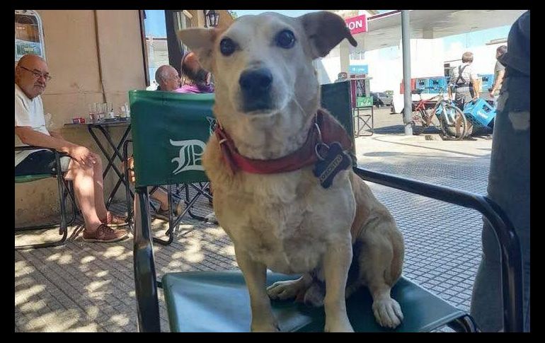 El éxito de Corchito nos invita a reflexionar sobre el trato que le damos a nuestras mascotas. ESPECIAL