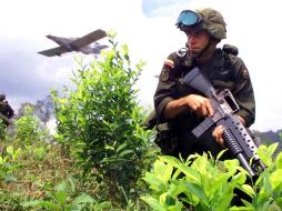 El cultivo de coca en Colombia aumentó a 245 mil hectáreas en 2020.