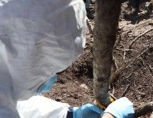 Hasta el martes pasado habían encontrado al menos 68 bolsas con indicios, obtenidas de la búsqueda en campo por las madres buscadoras en Jalisco. EFE / ARCHIVO