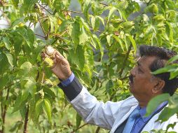 Científicos hallan alarmantes cifras en la flora silvestre. AFP/M. Uz Saman