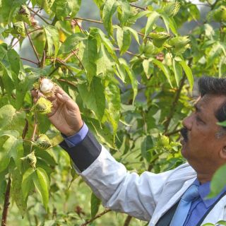 La abundancia de plantas silvestres comestibles es menor en el mundo