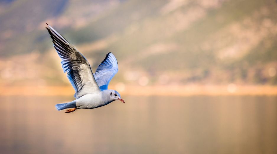 Accidente. De las aves rescatadas, más del 70% estaban muertas. Pixabay