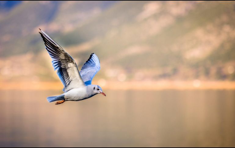 Accidente. De las aves rescatadas, más del 70% estaban muertas. Pixabay
