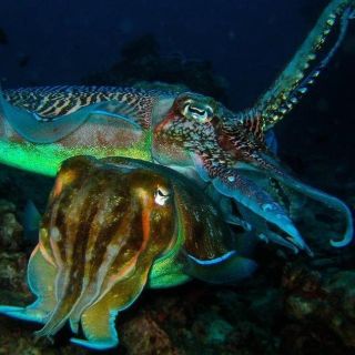 El espectáculo sexual submarino más extravagante de la naturaleza