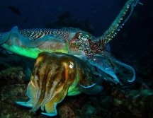 Sepias gigantes australianas apareándose. GETTY IMAGES