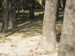 Los vecinos señalan que autoridades de Zapopan les manifestaron que para ellos es mejor que esa área pública, de cuatro mil 683 metros cuadrados, “la tenga un solo vecino como parte del jardín de su casa”. EL INFORMADOR / ARCHIVO