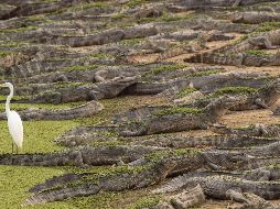 Las autoridades han encontrado en las últimas 24 horas otras dos partes de cuerpos humanos, una de ellas en la boca de un caimán. AP  / Andre Penner