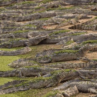 Florida: Hallan restos humanos en un canal infestado de caimanes