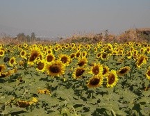 Huertos repletos de girasoles le dan vida al Rancho San Juan Diego / Foto: Tony Martínez