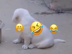 Supuestamente la razón por la que el cachorro imita el sonido es porque fue criado entre estas aves. ESPECIAL