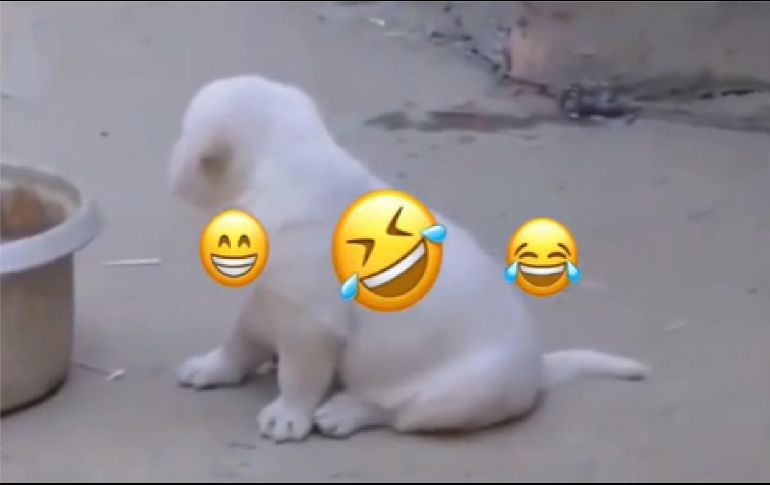 Supuestamente la razón por la que el cachorro imita el sonido es porque fue criado entre estas aves. ESPECIAL