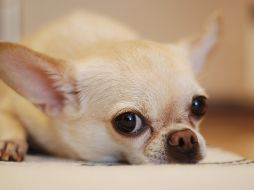Un perrito chihuahua se quedó con las ganas de degustar el platillo que vio en una revista. PEXELS