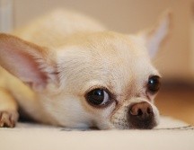 Un perrito chihuahua se quedó con las ganas de degustar el platillo que vio en una revista. PEXELS