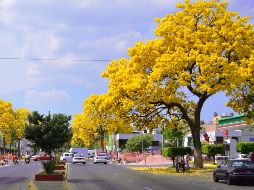En el hemisferio norte, donde se ubica México, el equinoccio de primavera sucede alrededor del 20 o 21 de marzo, cuando el Sol cruza el ecuador hacia el norte. EL INFORMADOR / ARCHIVO
