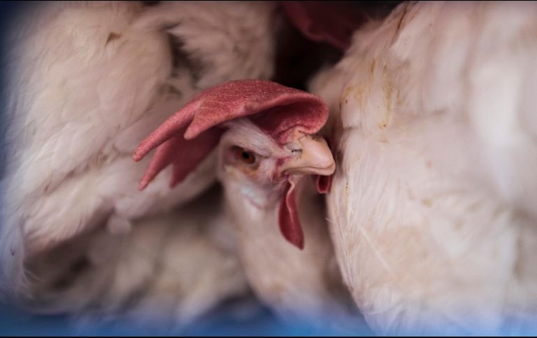 La gallina fue dada en adopción tras conocerse el escandaloso caso. EL INFORMADOR/ARCHIVO